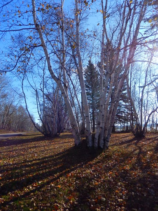 Trees and shadows at Kenosee Lake, 2016